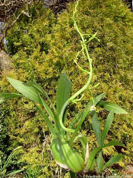 Odontoglossum bictoniense x Oncidium cucucllatum