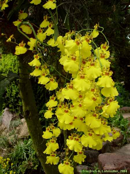 Odontoglossum bictoniense x Oncidium cucucllatum