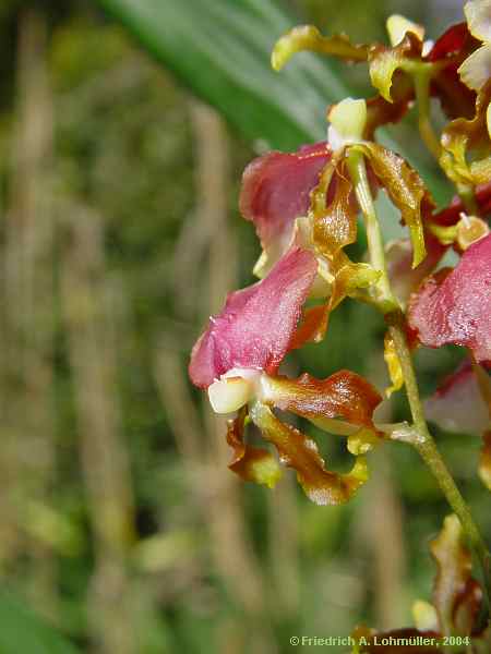 Oncidium species