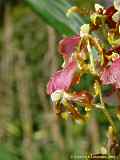 Oncidium