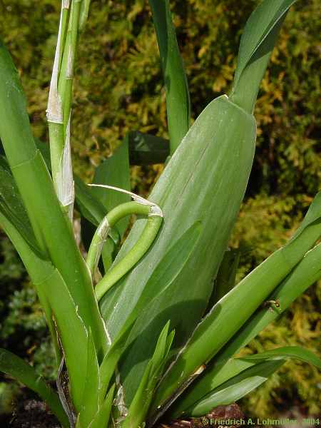 Oncidium species