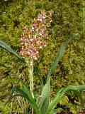 Oncidium