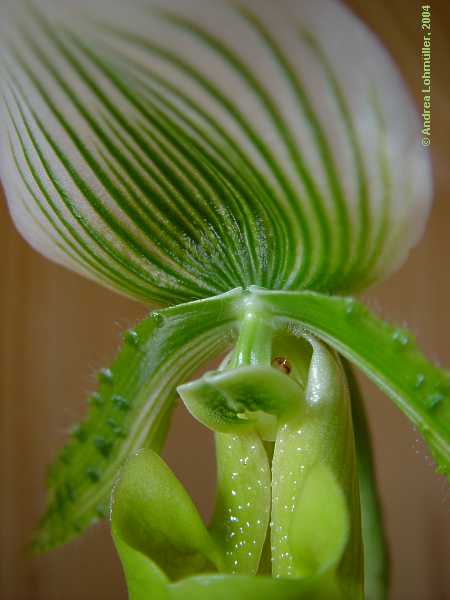 Paphiopedilum species