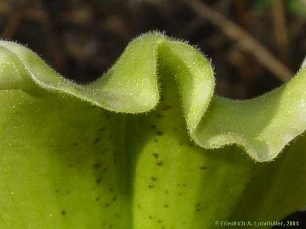 Paphiopedilum