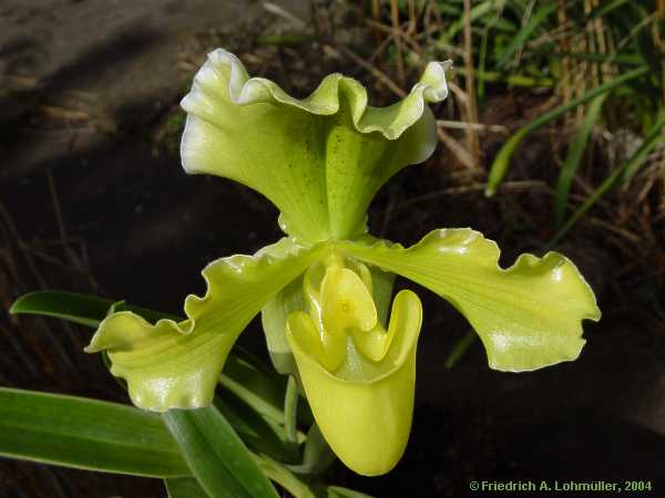 Paphiopedilum insigne