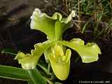 Paphiopedilum