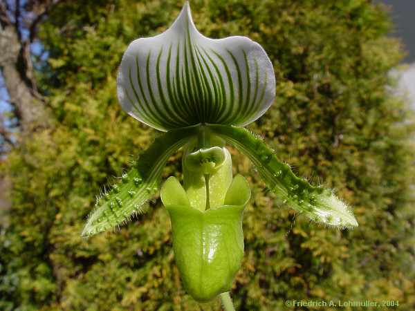 Paphiopedilum species