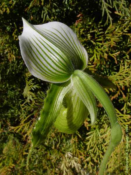 Paphiopedilum species