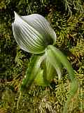 Paphiopedilum