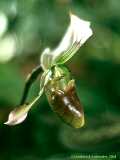 Paphiopedilum