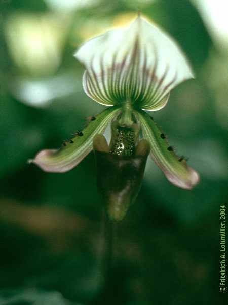 Paphiopedilum species