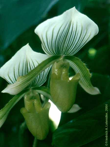 Paphiopedilum species