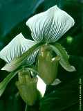 Paphiopedilum