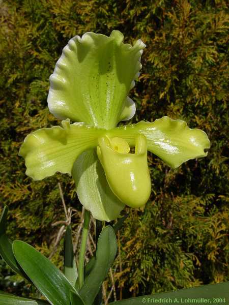 Paphiopedilum insigne