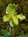 Paphiopedilum