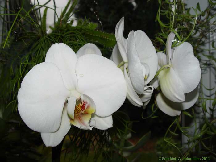 Phalaenopsis amabilis