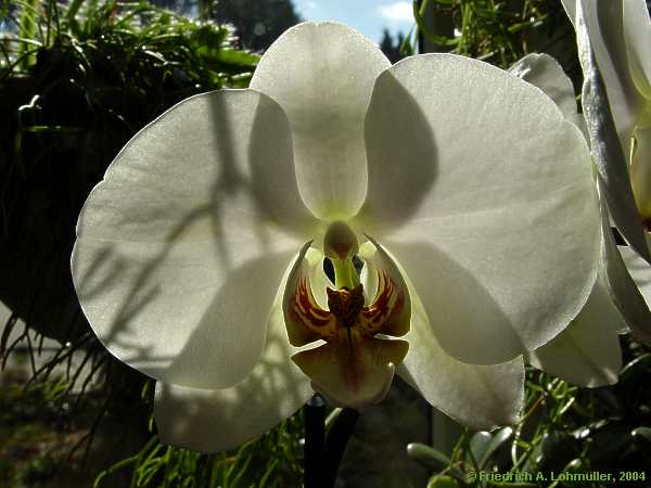 Phalaenopsis amabilis