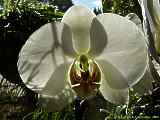 Phalaenopsis amabilis