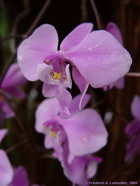 Phalaenopsis schilleriana