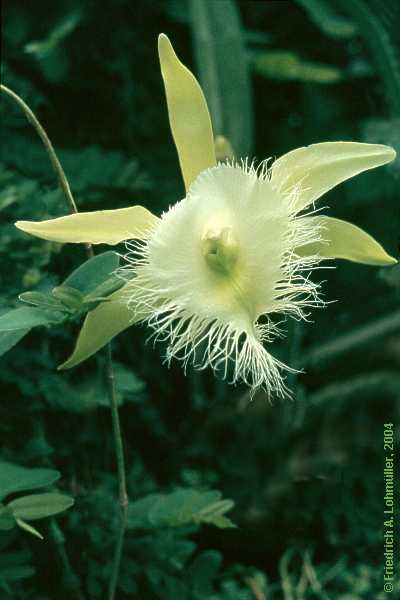 Rhyncholaelia digbayana