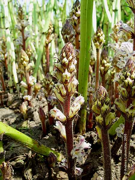 Orobanche crenata