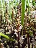 Orobanche crenata