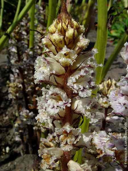 Orobanche crenata
