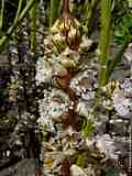 Orobanche crenata