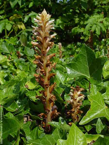 Orobanche hederae