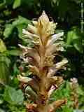 Orobanche hederae