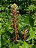 Orobanche hederae