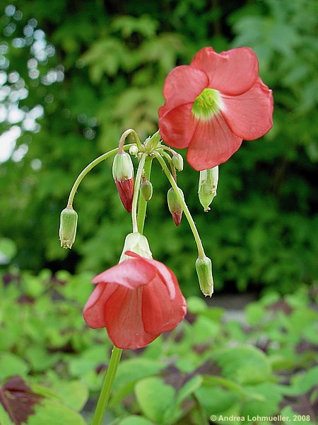 Oxalis deppei