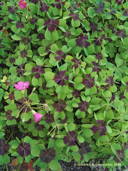 Oxalis deppei