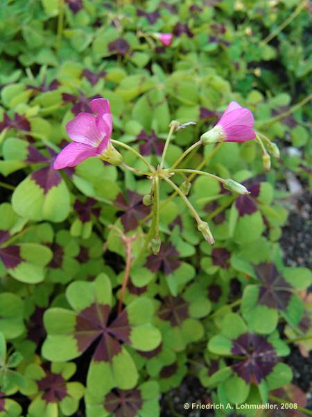 Oxalis deppei