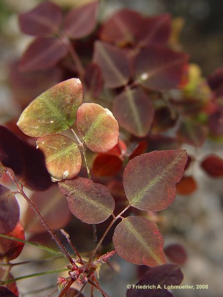 Oxalis hedysaroides