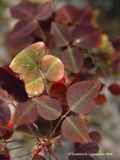 Oxalis hedysaroides