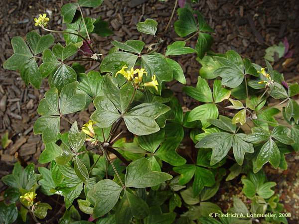 Oxalis ortgiesii