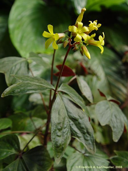 Oxalis ortgiesii