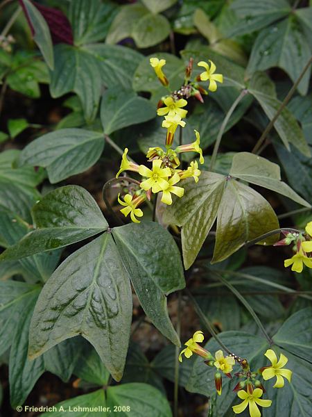 Oxalis ortgiesii