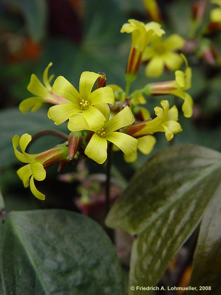 Oxalis ortgiesii