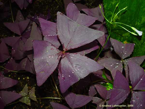 Oxalis triangularis