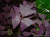 Oxalis triangularis