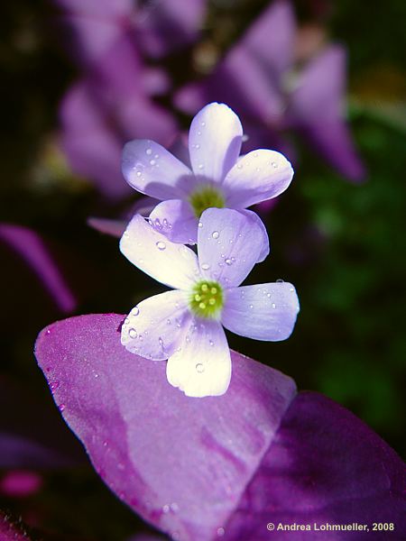 Oxalis triangularis