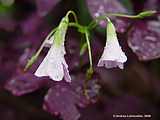 Oxalis triangularis