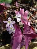 Oxalis triangularis