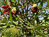 Paeonia delavay