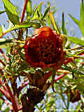 Paeonia delavayi