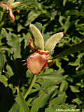 Paeonia officinalis