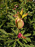 Paeonia officinalis