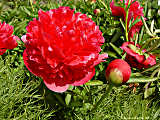 Paeonia officinalis